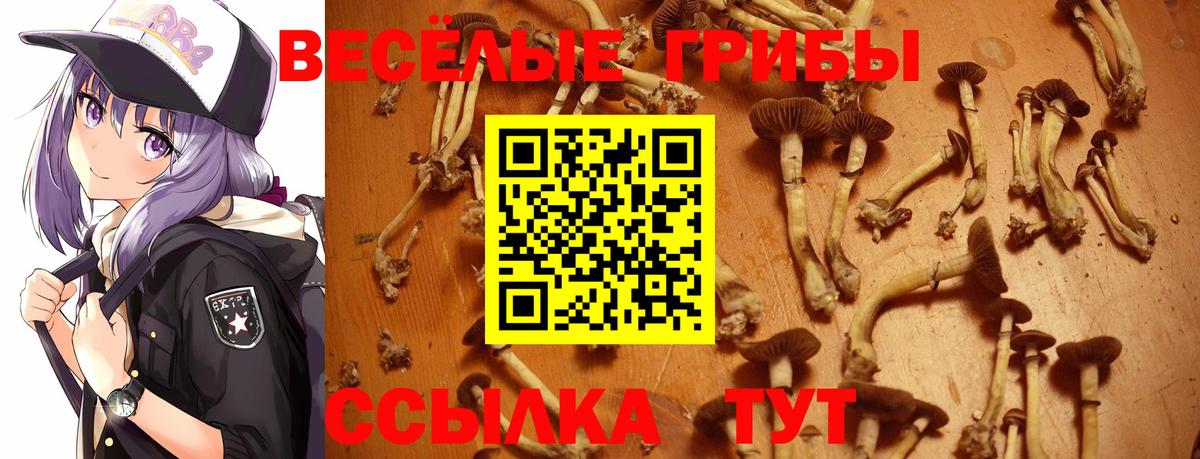 Губаха  Псилоцибиновые грибы Psilocybe  Вход с VPN 